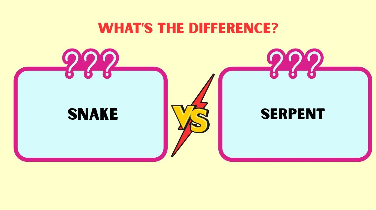 Serpent vs Snake